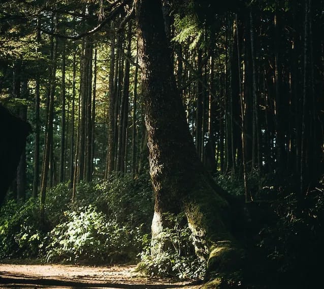 Sunlit forest scene with tall trees and lush greenery.