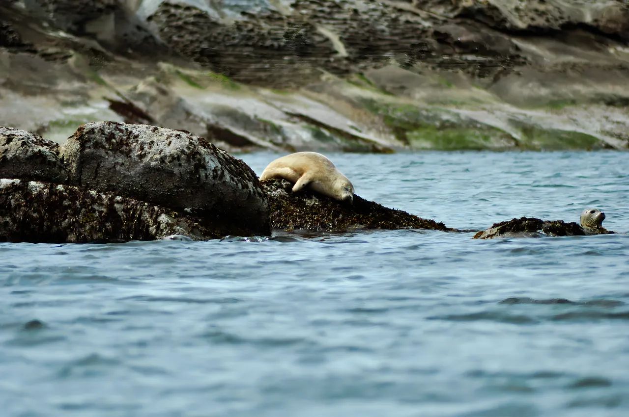 Seal resting on a rock, surrounded by water and rocky shoreline in the background.