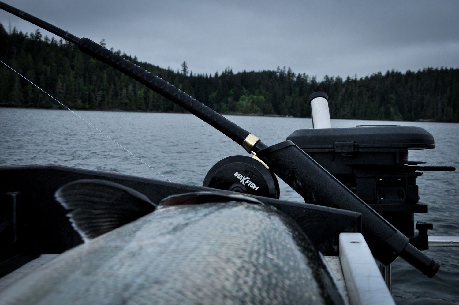 Fishing rod on a boat with a large fish, forested shoreline in the background, overcast sky.